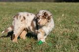 BERGER AUSTRALIEN PUPPIES 739